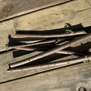 Elderberry Clippings